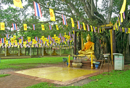 ต้นโพธิศรีมหาโพธิ-ปราจีนบุรี-11